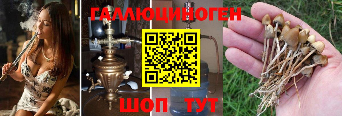 Псилоцибиновые грибы прущие грибы  Галлюциногенные грибы GOLDEN TEACHER  Вход с VPN  Энгельс 